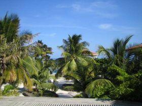 Ambergris Caye palm trees on white sand beach on way to the sea – Best Places In The World To Retire – International Living